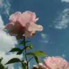 Coco Drake - @cocodrake21 - TikTok