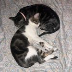 COCO&CHANNEL&DRAKE - @cat_cocochanneldrake - Instagram