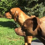 Lora/Coco/Drake/ Luna/Hunter LaRocca - @drake.coco.larocca - Instagram