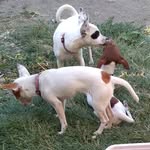 COCO And More PUPS - @cocoenriquez2018 - Instagram