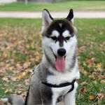 Coco Enriquez🐺 - @coco_enriquez - Instagram
