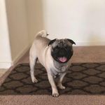 Coco Enriquez - @coconuez_thepug - Instagram