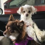 Coco Romo-Ferguson - @_coco_doggy_ - Instagram