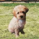 Coco❤️ - @cocoflores_dog - Instagram