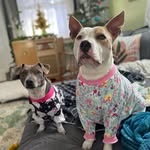 Coco & Midge & our foster Norris - @cocoandmightymidge - Instagram