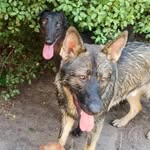 Coco and the foster care family  🇦🇺 - @fosteradventuresau - Instagram