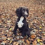 Coco Foster 🐾🦴 - @coco_foster_sprocker - Instagram