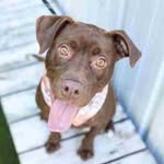 Coco the Foster Dog - @raleigh_foster_tales - Instagram