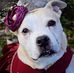 Coco The Foster Dog - Facebook