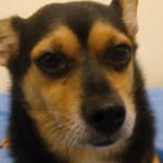 cocothedog - @cocofoster484857 - Instagram