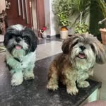 Foster & Coco | The Little Shihtzus🐾 - @_cocofoster_ - Instagram