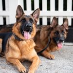 Charlie & Coco Chanel Garrett - @charliecocochanelgarrett_gsd - Instagram