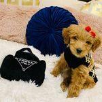 Coco Chanel Garrett - @cocochanel_goldendoodle - Instagram