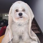 Coco Gonzalez - @coco.elmaltese - Instagram