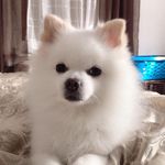 Coco Gonzalez - @pomeraniancocogonzalez - Instagram