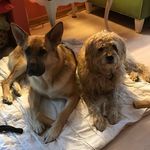 Coco and Graham - @cocoandgraham - Instagram