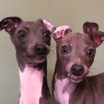 Coco, Graham, And Marshmallow - @smoresgang - Instagram