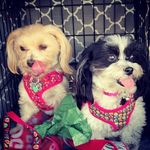 Gigi & Coco Graham - @gigiandcocograham.themaltipoos - Instagram