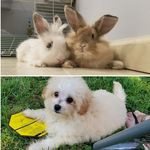 Vanilla, Coco, Honey, & Graham - @2buns2pups - Instagram
