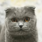 𝐂𝐨𝐜𝐨 🐈‍⬛ - @coco.graylady - Instagram