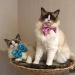 𝙲𝚘𝚌𝚘 & 𝙶𝚛𝚊𝚢 - @cocoandgray - Instagram