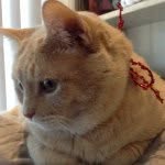 Coco and Gray Cat - @cocograycat - Instagram