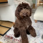 Coco Gray - @misscocodoodledo - Instagram