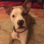 Coco Gray - @coco.nut.the.pup - Instagram
