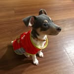 Coco Pup The Gray - @coco_the_graytoyfoxterrier - Instagram