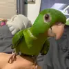 CocoGreen - @cocogreen_23 - TikTok