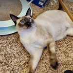 Coco-baby - @siamese.cocoharrison - Instagram