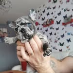 🐾Coco🐾 - @cocoharrison23 - Instagram