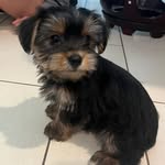 Coco Harrison - @gooddogcoco - Instagram