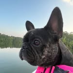 coco harrison 🐶🩷 - @coco_thefrenchbulldog3 - Instagram