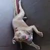 cocoharrison8 - @cocoharrison8 - TikTok