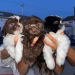 Shihtzu triplets Coco, Lucia and Harrison 🤍 - @thetinyshihtzutrio_ - Instagram