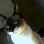 coco herman - @coco_el_culll122 - Instagram
