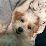 coco hernandez 🐶 - @_cocohernandez - Instagram