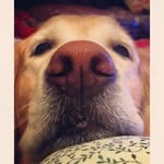 Coco Higgins - @cocohigginsft.pete - Instagram