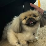 Coco Higgins - @cocothekspeke - Instagram