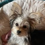 Coco Higgins - Yorkie - @coco.higgins.yorkie - Instagram