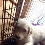 Coco O Higgins - @cocoohiggins123 - Instagram