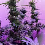 Coco High Terpens - @cocohighterpens - Instagram