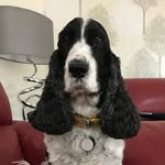 Coco Highsted🐾 - @cocohighsted - Instagram