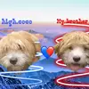 hi.coco - @high.coco - TikTok