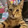 coco huang - @coco.huang62 - TikTok