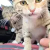 cocohuang2001 - @cocohuang2001 - TikTok