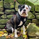 Coco 🐶 - @coco_hunter_uk - Instagram