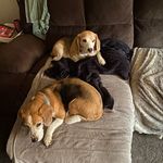 Coco & Hunter - @coco.hunter.clarke - Instagram