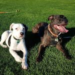 Coco & Hunter - @coco.hunter.da.staffiesx - Instagram